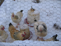 chickens