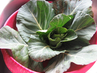 winter cabbage