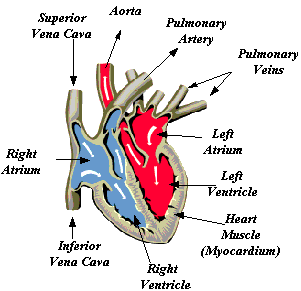 Human Cardiac and Respiratory Systems: Structure of the heart and the
