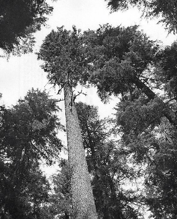 [abpr_020_lvp+abies+procera+large.jpg]