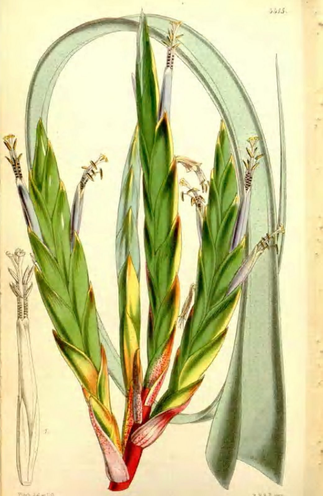 [Vriesea+glaucophylla.jpg]