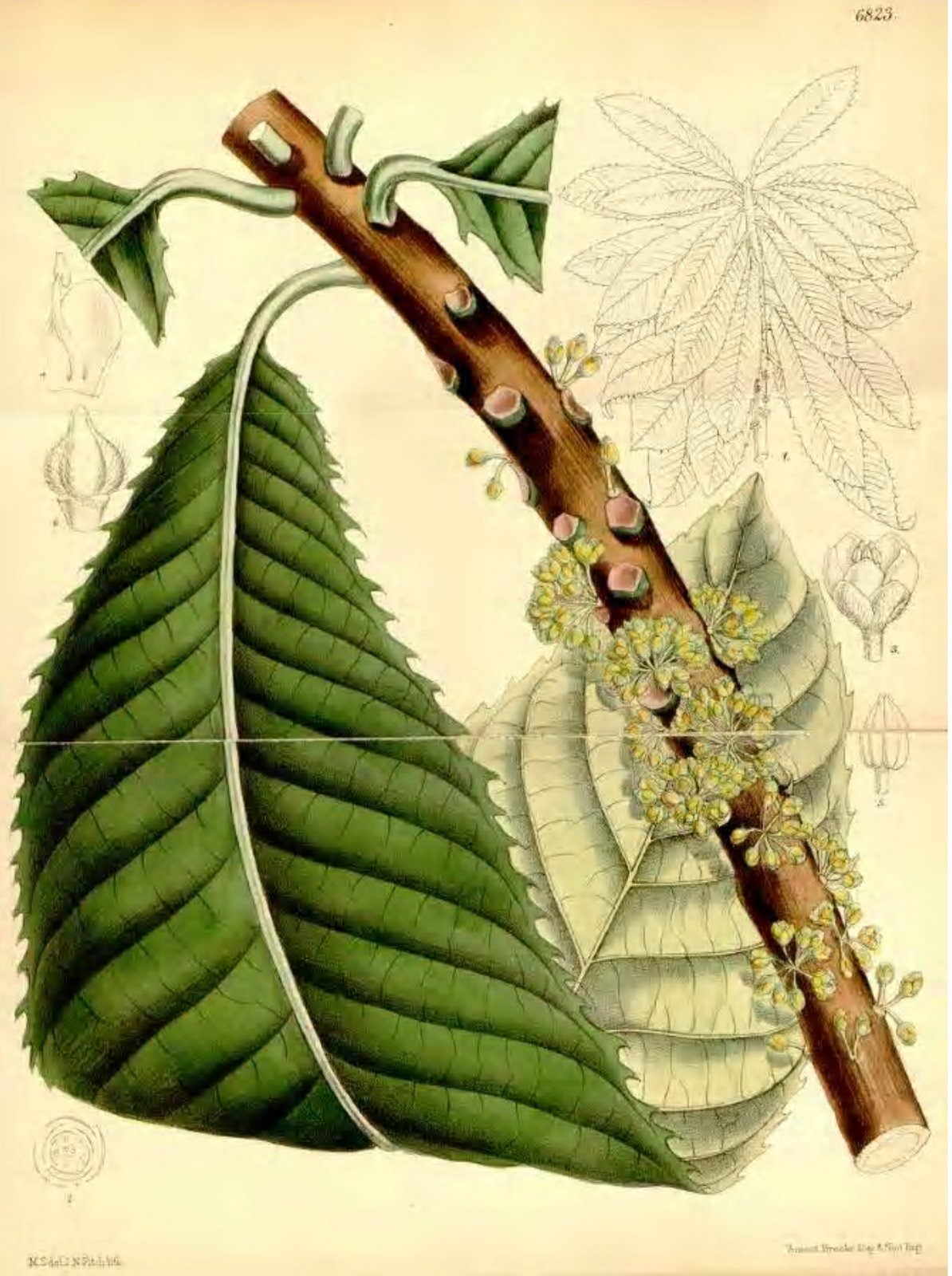 [Chrysophyllum+imperiale.jpg]