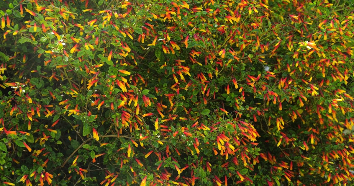 Jardim Formoso Justicia rizzinii