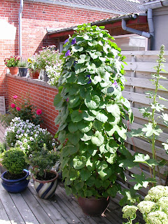 Poul hennings blog: blomster på terrassen Blomster til terrassen