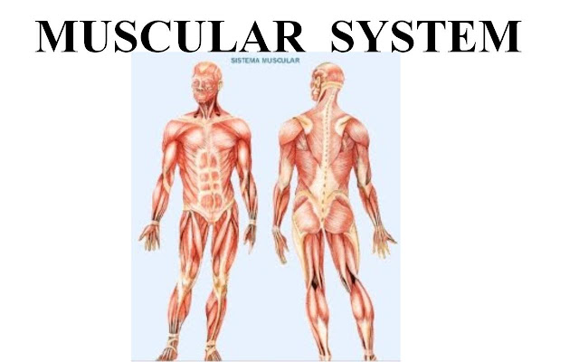 Skeletal And Muscular System Essay