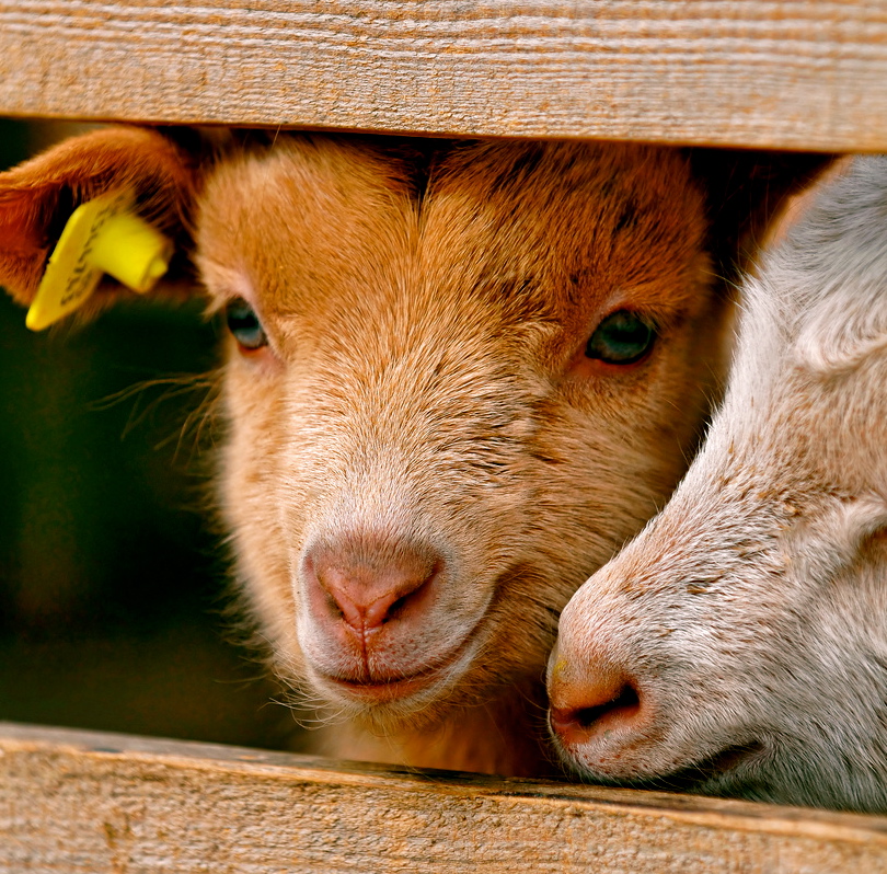 Homestead Revival Learning To Keep Goats