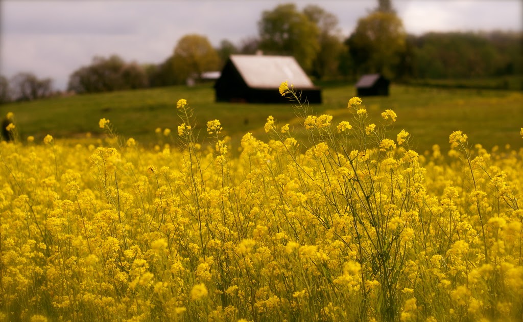 Homestead Revival What's Next For Homestead Revival™?