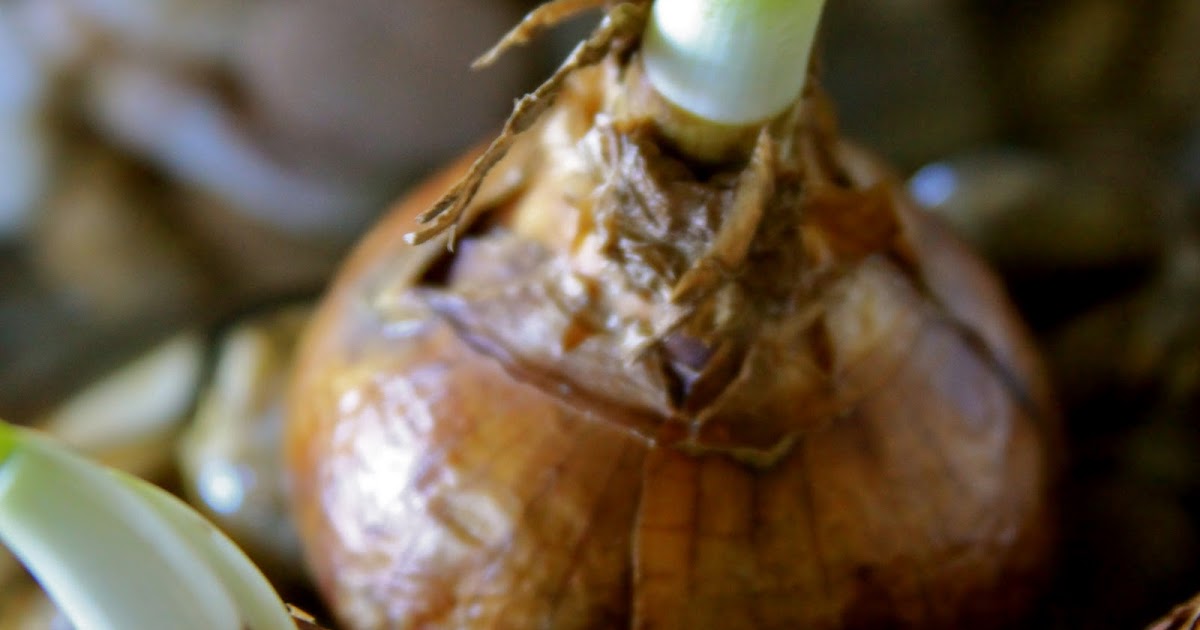 Homestead Revival Simple Christmas Forcing Narcissus Bulbs