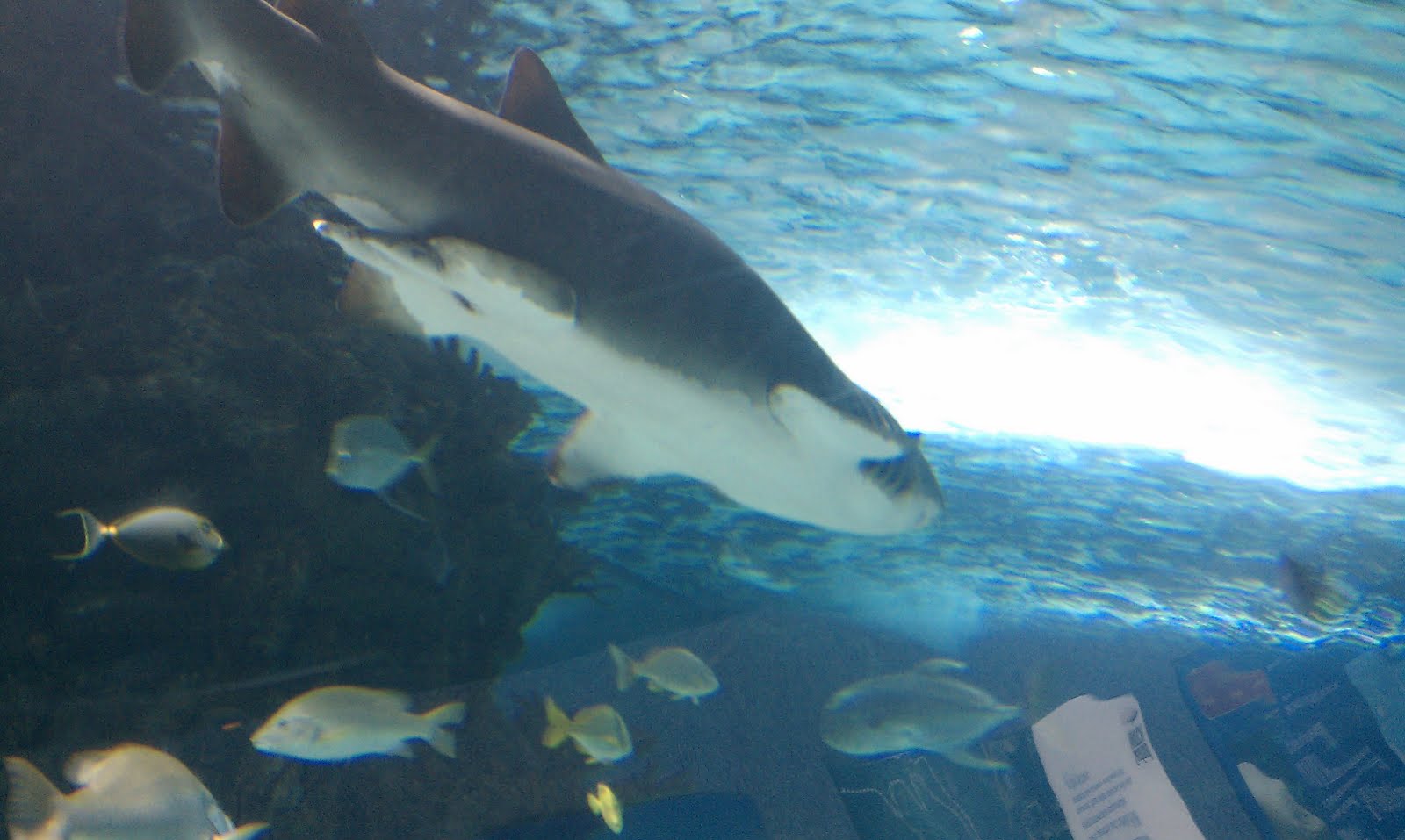 pooled reflections Newport Aquarium Cincinnati, Ohio