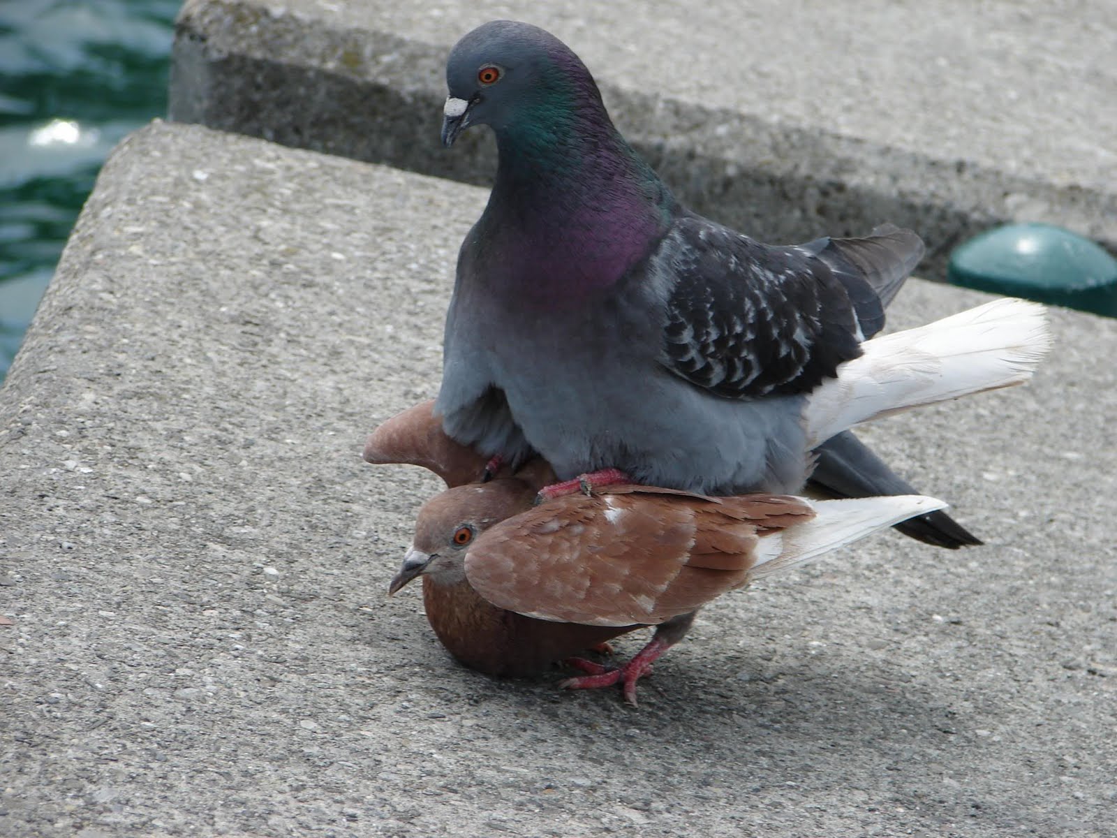 bayo Pigeon talk