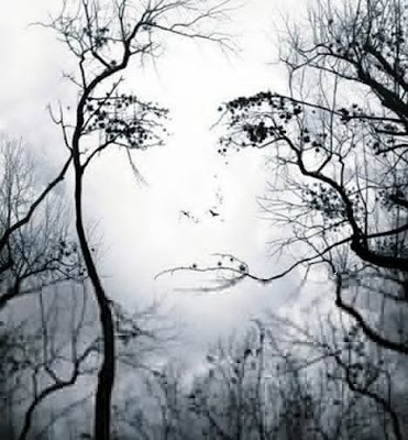 Face appears in trees illusion