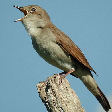 [nightingale.jpg]