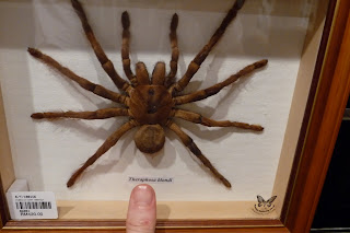 Big scary spider