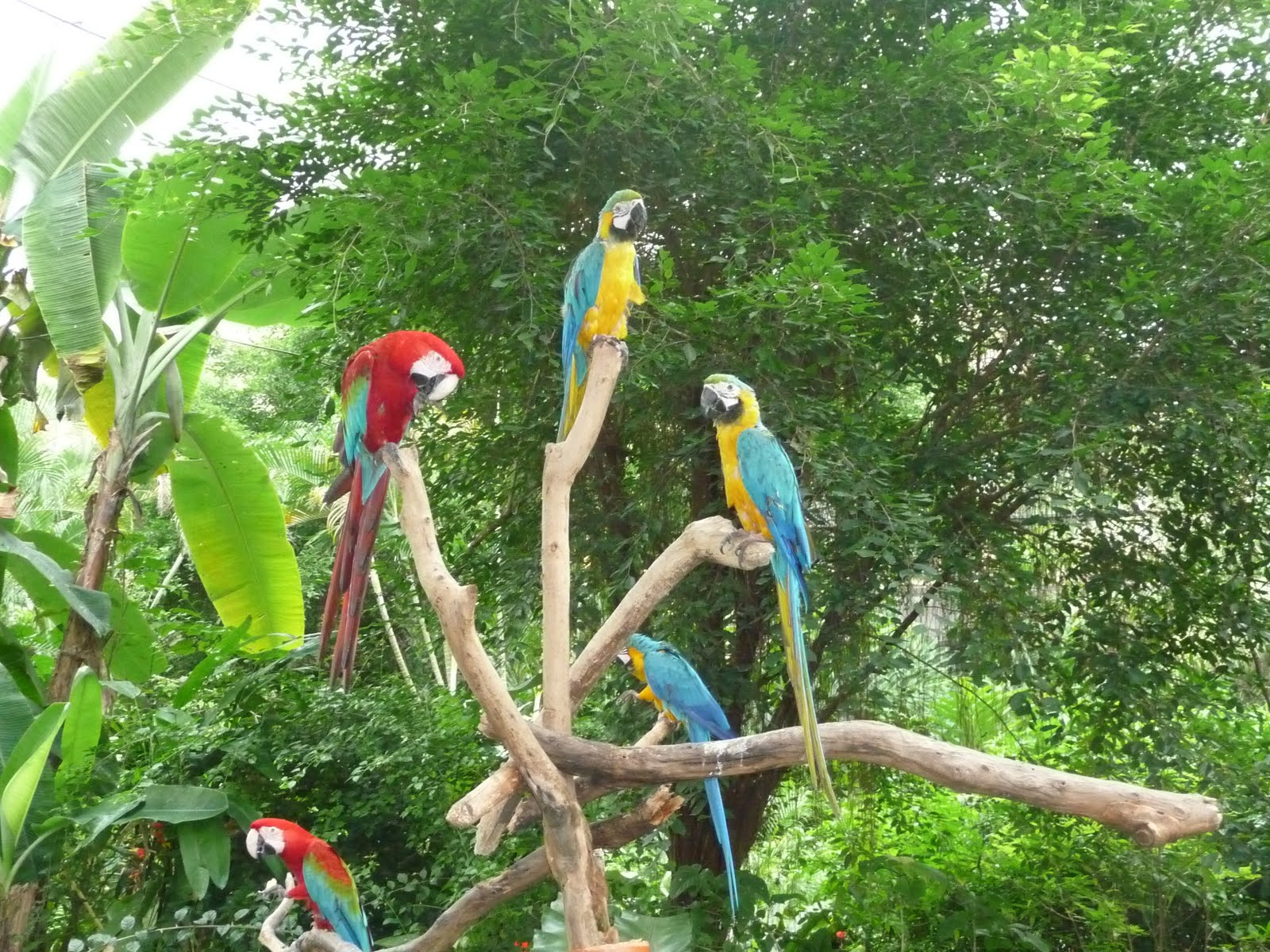 singapore birds