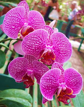 Orchid 2