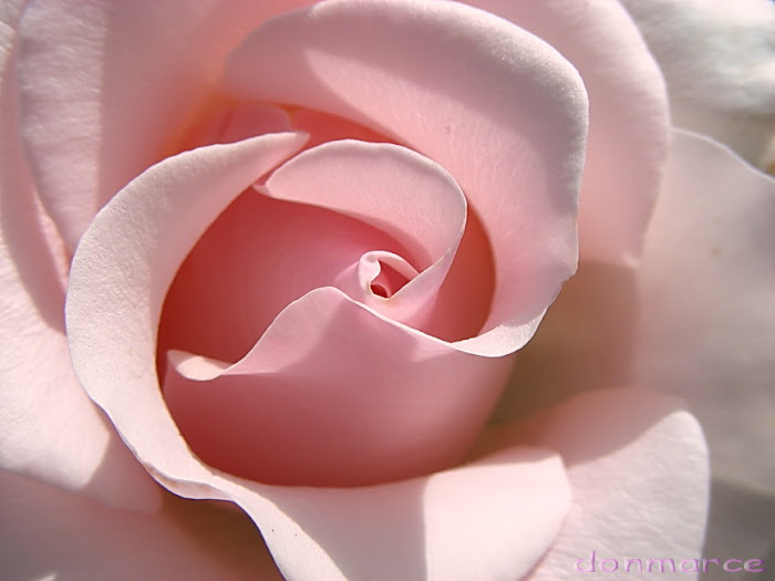 rosa rosae...