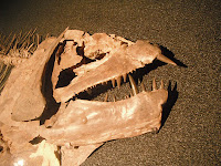 Xiphactinus