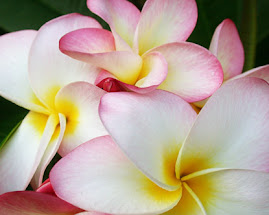 Hawaiin Flowers