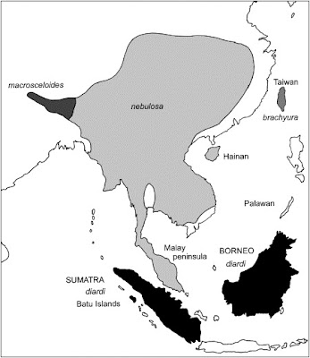 Cat Defender: Clouded Leopards of Sumatra and Borneo Are ... Cat Defender: Clouded Leopards of Sumatra and Borneo Are ...