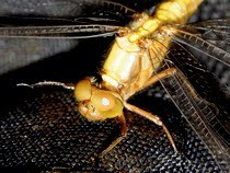 Fauna of the Week