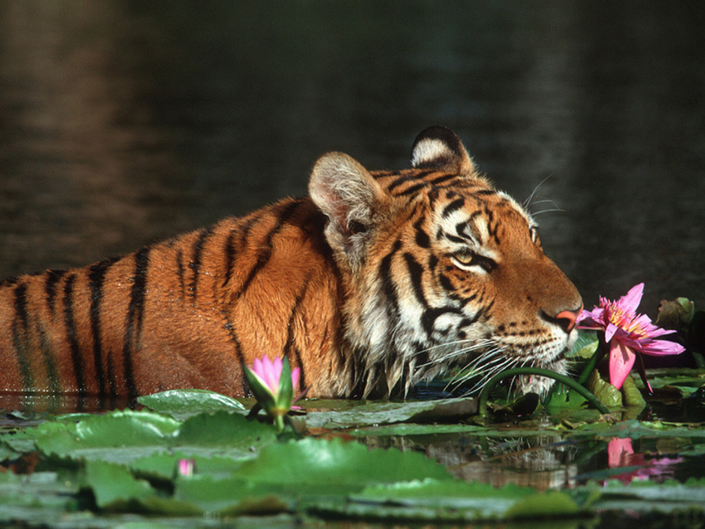 [Royal_Bengal_Tiger_Bangladesh.jpg]