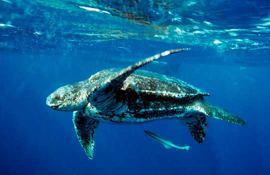 a study on the life and importance of leatherback sea turtle Captive reproduction of sea turtles: an important success story subsequently, the loggerhead, kemp's ridley and hawksbill have also rostal ( 1991 2005) studied green turtles and kemp's ridleys (lepidochelys kempii), respectively,. a study on the life and importance of leatherback sea turtle Captive reproduction of sea turtles: an important success story subsequently, the loggerhead, kemp's ridley and hawksbill have also rostal ( 1991 2005) studied green turtles and kemp's ridleys (lepidochelys kempii), respectively,.