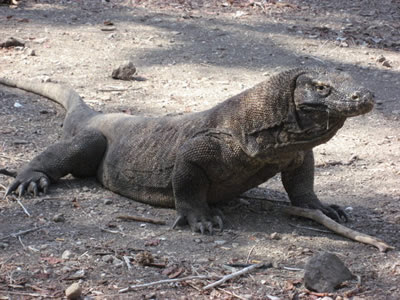 komodo dragon cake