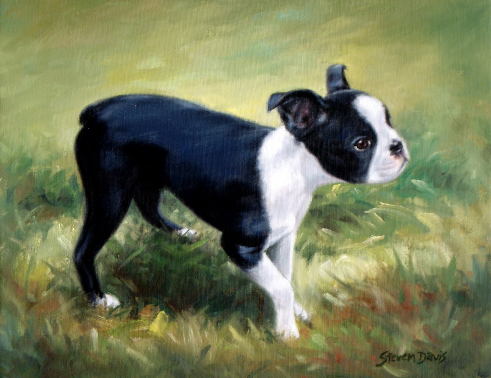 box terrier pictures