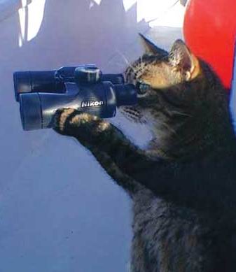 cat+with+binoculars.jpg