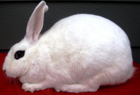Today World News: Year of the Rabbit Approaches In China Making Them