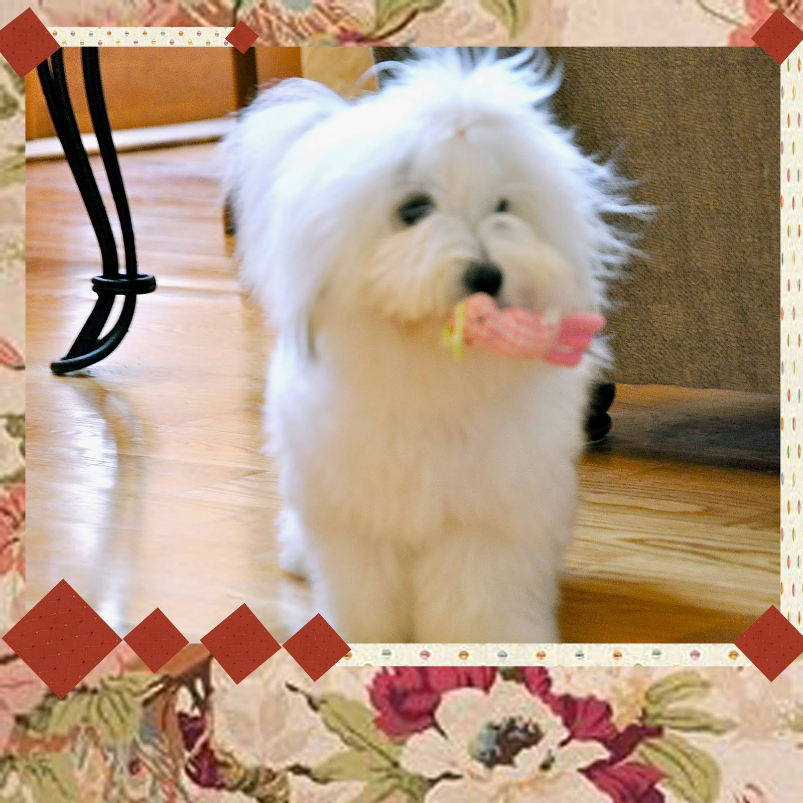 Coton de Tulear(Coton puppies) at Snowflower Cotons the Coton de