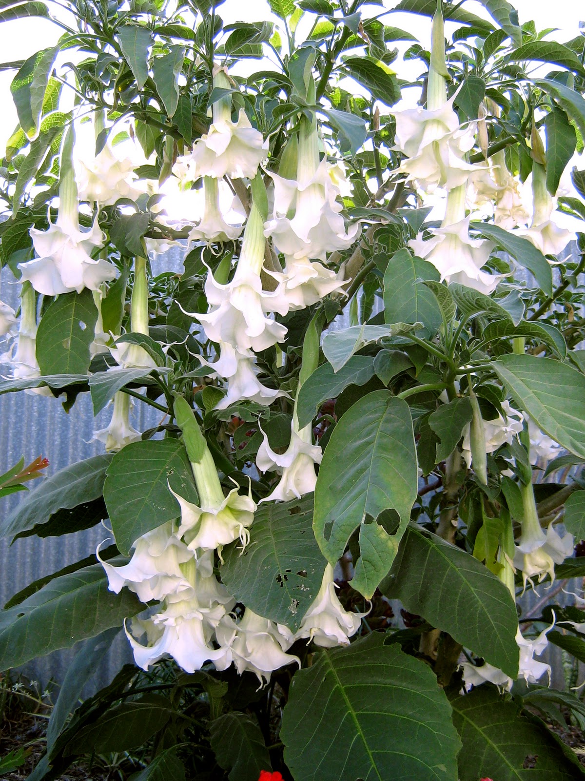 pennywhistles and moonpies. Angel's Trumpet.