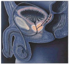 Ubicaciòn de la prostàta