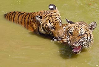 ... karnivora keluarga felidae huraian harimau belang m