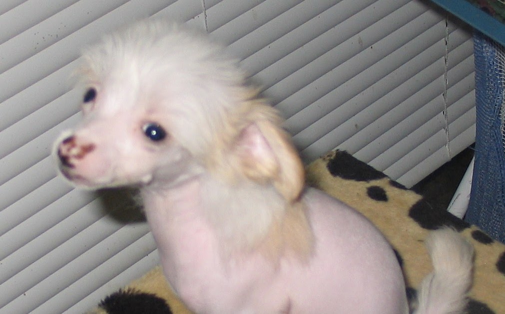 Juicy Dog Couture Chinese Crested ShihTzu Mix