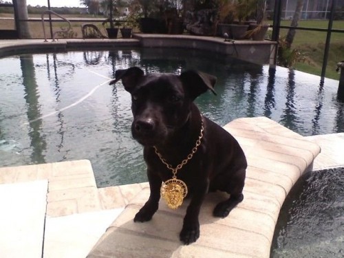 [dog-with-bling-500x375.jpg]