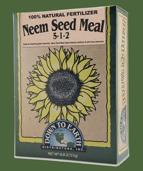 Neem+Seed.jpg