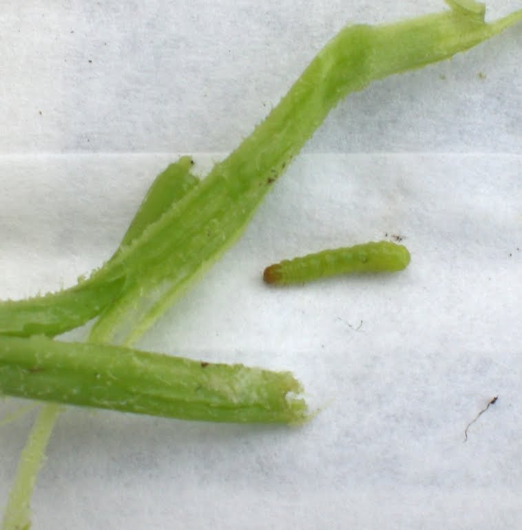 A Kitchen Garden in Kihei Maui Pickleworms in Cucurbits