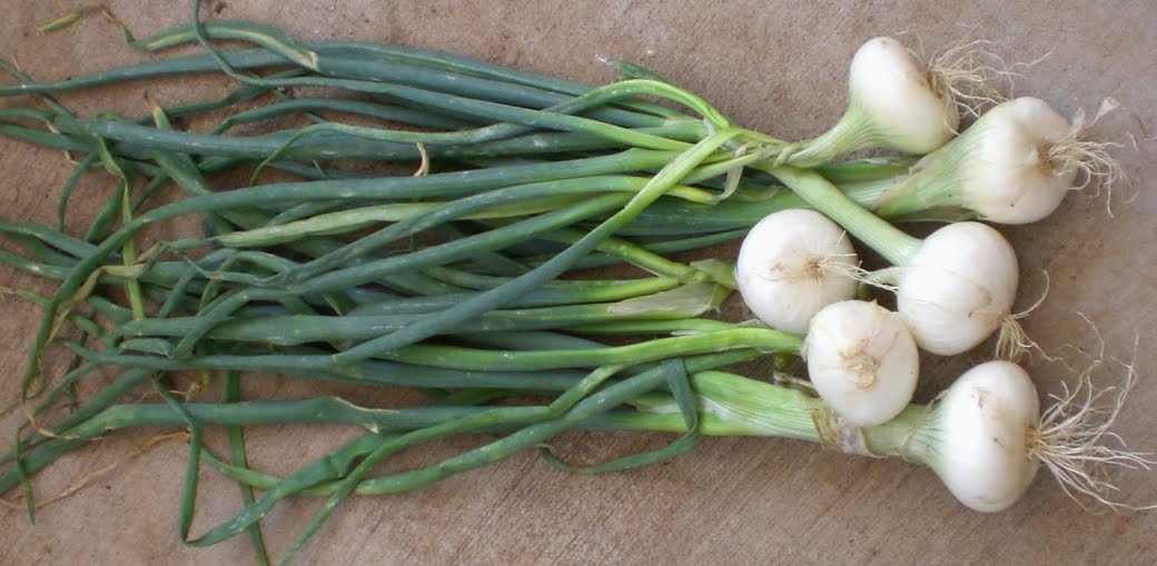 A Kitchen Garden in Kihei Maui Growing Onions in Kihei