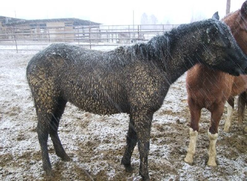 Shiloh Horse Rescue The Newest Fallon Feedlot Horses