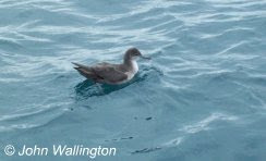 Balearic Shearwater, 8nm South of Seaton, 18/07/2010