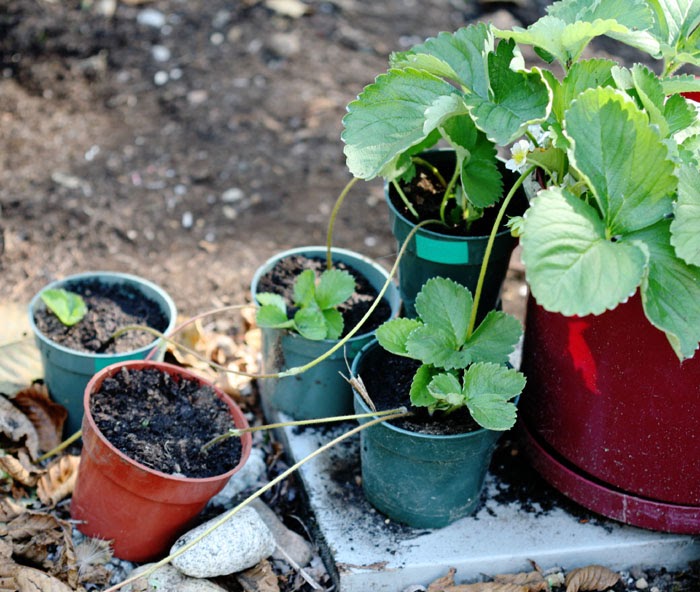 Plant Avenue Growing Strawberry Runners