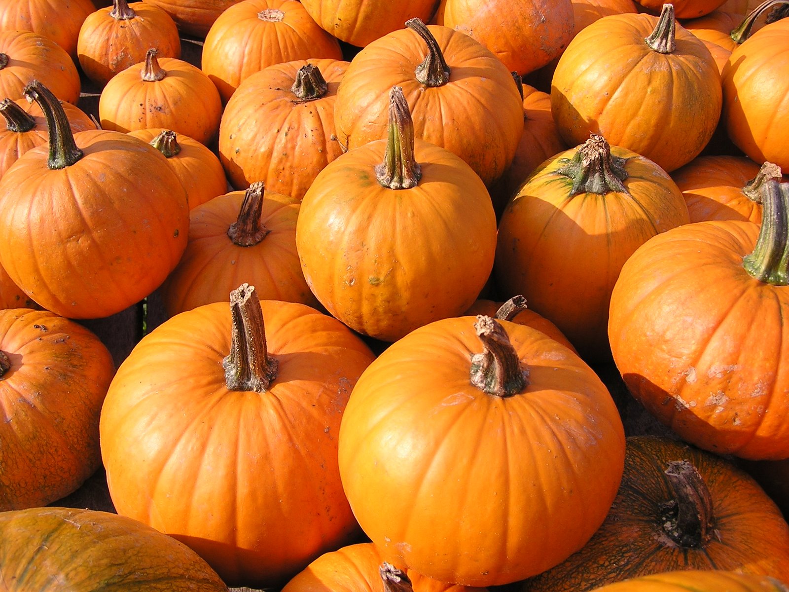[Early+October+2008+047.jpg]