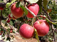 köy Elması