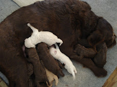 Ellie & the puppies at 6 days old