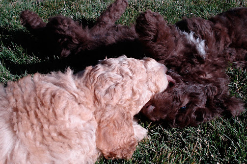 Jasper &  Josephine (Mia)