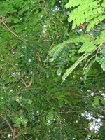 pau-brasil-pm1.jpg pau-brasil-pm1.jpg