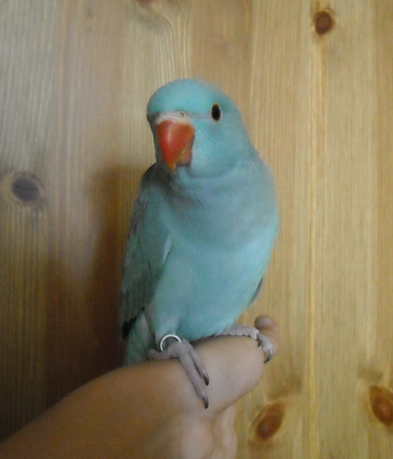 Staring at Birds and Goats: Staring at Birds - Indian Ringneck Parakeets