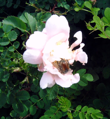 Hagekroken: juni 2009