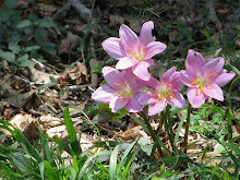 Flores silvestres